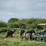 Ver los 5 grandes gigantes de África.