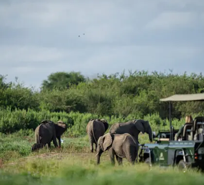 Ver los 5 grandes gigantes de África.