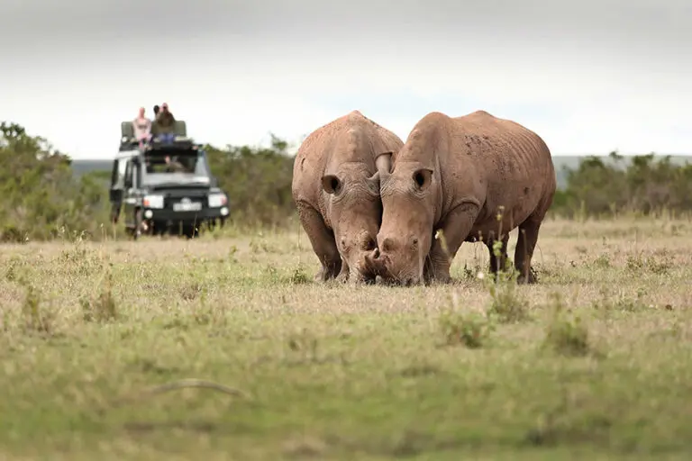 Grazing white rhino.