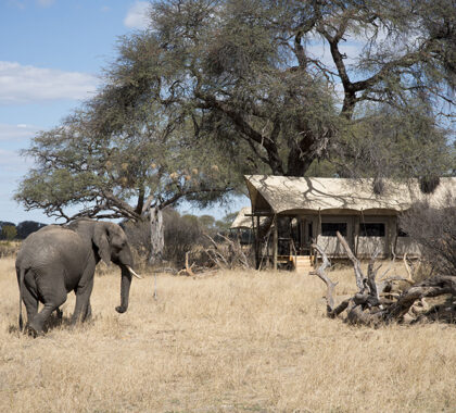 SomalisaExpeditions-Exterior-Elephant