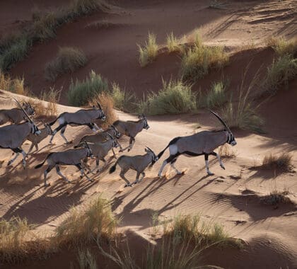 View herds of oryx from the sky on a scenic helicopter ride. 