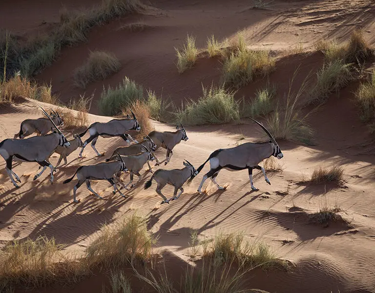 View herds of oryx from the sky on a scenic helicopter ride. 