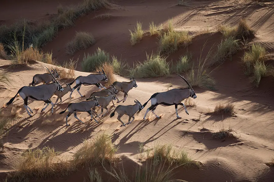 Contemple manadas de oryx desde el cielo en un paseo panorámico en helicóptero. 