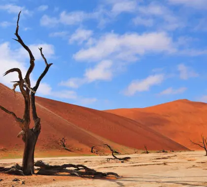 Sossusvlei-Lodge---deadvlei_