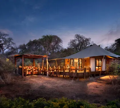 Las lujosas suites del Ngala Tented Camp.
