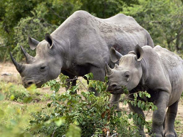 South Africa is a haven for Africa's endangered rhinos - head for the Kruger, KZN & the Eastern Cape.
