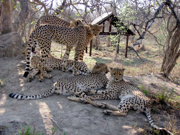 Breeding programmes at several South African reserves have bought the cheetah back from the brink.