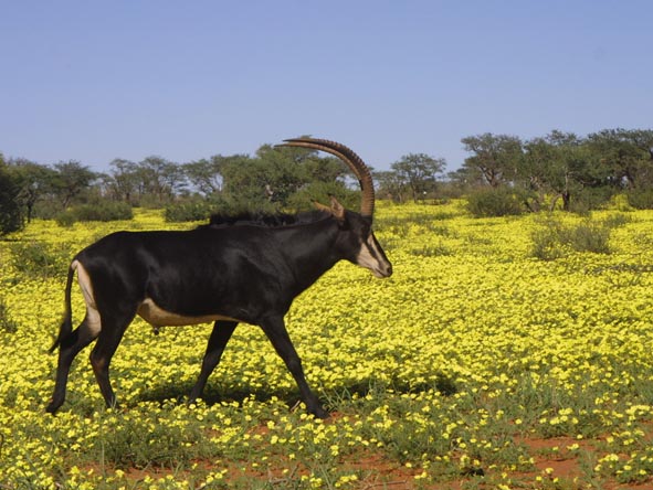 A sable antelope picks its way to a waterhole across the flower-strewn sands of a summer Kalahari.