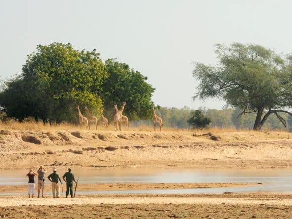 south-luangwa1