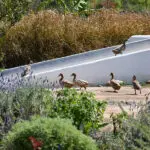Ducks in the food garden.