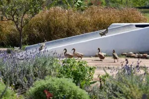 Ducks in the food garden. 