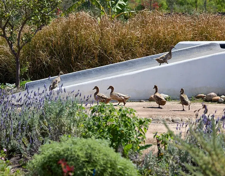 Ducks in the food garden. 
