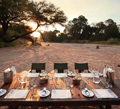 Bush comedor.