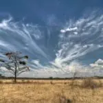 Las llanuras de sabana de la Reserva de Maswa Kimali dan paso a las del Serengeti.