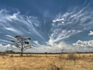 The savannah plains of Maswa Kimali Game Reserve grade into those of the teeming Serengeti.