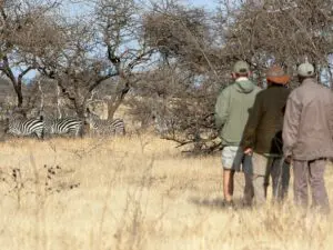 Guided walking safaris enable you to see the landscape from a different perspective.