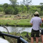 Puesta de sol con una vista perfecta de la vida salvaje.