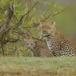 Los magníficos guías harán todo lo posible por encontrar un escurridizo leopardo... ¡o dos, si tiene mucha suerte!