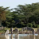 Construido alrededor de una balsa de agua, Sweetwaters ofrece avistamiento de animales desde el momento en que sale de su tienda.