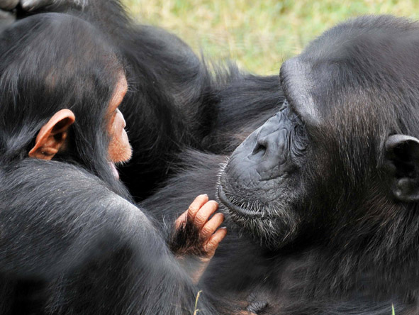 Set in a Big 5 reserve, Sweetwaters is also home to the only chimpanzee sanctuary in Kenya.
