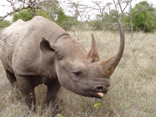 Sweetwaters sits in a private conservancy that is home to East Africa's largest black rhino sanctuary.