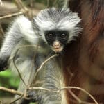 Monkey in Chwaka Bay National Park.