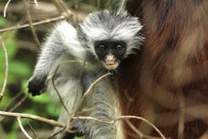 Monkey in Chwaka Bay National Park.