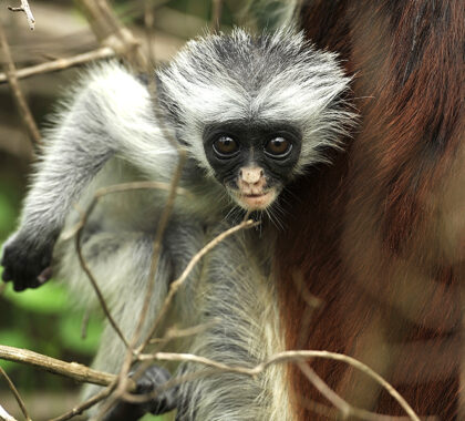 Monkey in Chwaka Bay National Park.