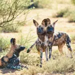 Wild dogs at Tswalu.