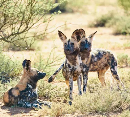 Wild dogs at Tswalu.