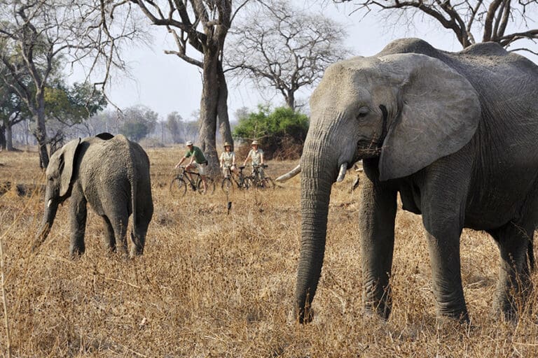 Enjoy adventurous cycling safaris