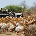Avistamientos únicos en safaris por el sur de Luangwa.