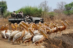 Avistamientos únicos en safaris por el sur de Luangwa.