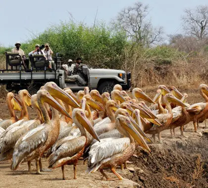 Unique sightings on game drives in South Luangwa.