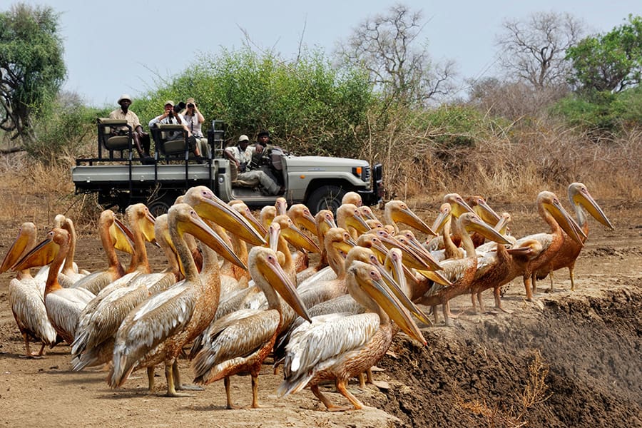 Avistamientos únicos en safaris por el sur de Luangwa.