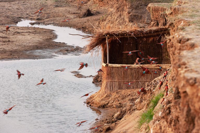 The Carmine Bee-eater hide looks out at a nesting area where these colourful, migratory birds nest when in the area.