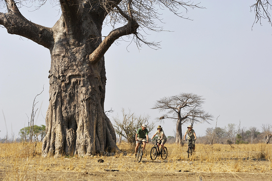 tafika-camp-zambia-south-luangwa-cycling-safari-baobab