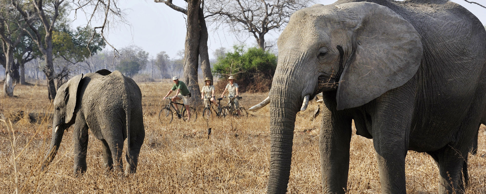 tafika-camp-zambia-south-luangwa-cycling-safari-elephants-banner
