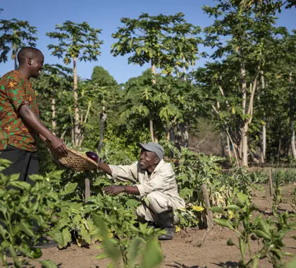 Freshly grown produce is used to prepare your meals. 