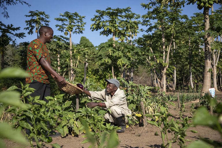Freshly grown produce is used to prepare your meals. 