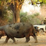 Recorridos de caza en el Luangwa, una zona de abundante vida salvaje. 
