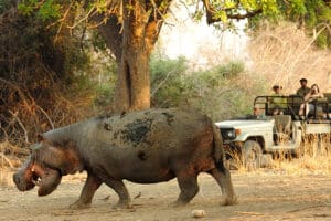 Recorridos de caza en el Luangwa, una zona de abundante vida salvaje. 