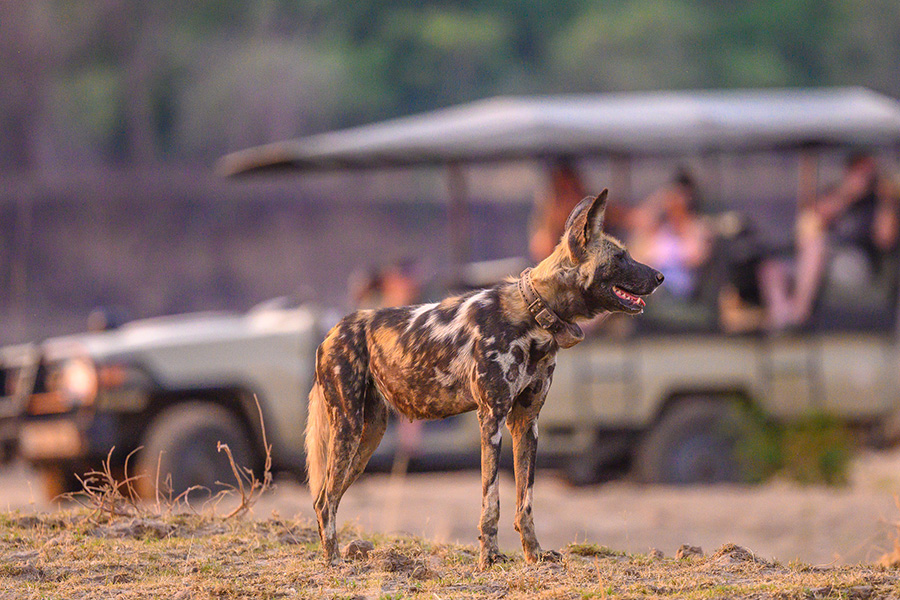 Wild dog tracking in Tafika Camp, South Luangwa, Zambia | Go2Africa