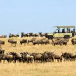 Zorg dat je safari samenvalt met de migratie van de Serengeti en leun achterover voor de meest dramatische wilde dieren van Afrika.