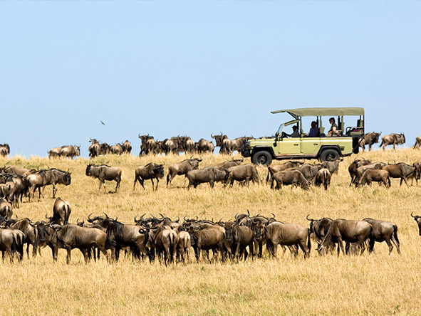 Time your safari to coincide with the Serengeti migration & sit back to Africa's most dramatic game viewing.
