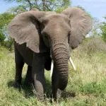 Tanzania is een van de beste bestemmingen in Afrika om wild te bekijken: om elke hoek ligt een sensatie van formaat.