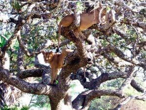 El Tarangire está repleto de una gran variedad de vida salvaje, incluidos leones trepadores de árboles.
