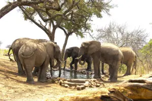 Elefantes en la charca de Tarangire Treetop.