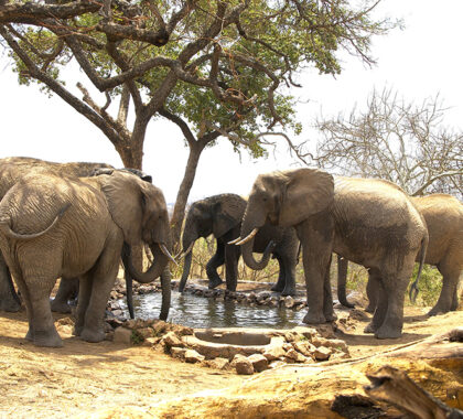 Elephants at the Tarangire Treetop waterhole.