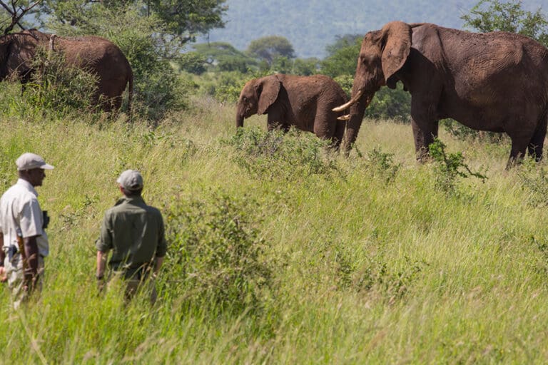 Walking safari.